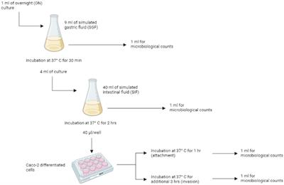 Assessing phenotypic virulence of Salmonella enterica across serovars and sources